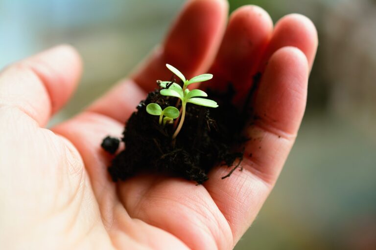 Cultivate Good Soil and a Growth Mindset: A Guide to Effective Leadership