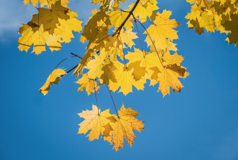 Transformational Leadership